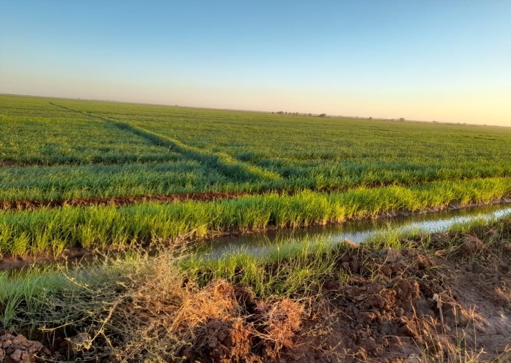 زراعة مليون فدان في مشروع الجزيرة